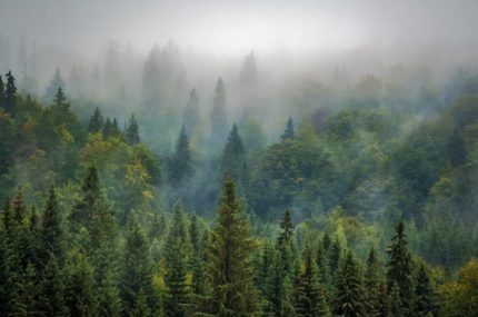 Nature and Climate Group’s submission to the NCC “Right Tree Right Place” Task Force.