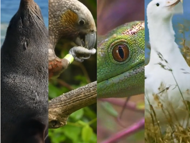 Can Restoring Nature Save Our Planet?