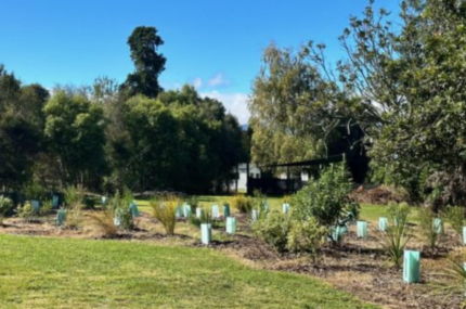 Snowden’s bush restoration project