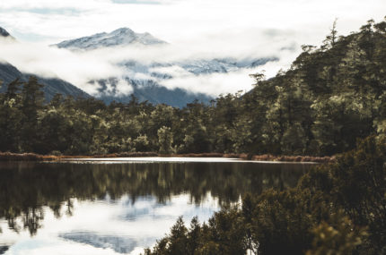 Consultation on a biodiversity credit system