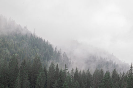 A redesigned NZ ETS Permanent Forest Category