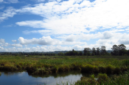 Exploring a biodiversity credit system for Aotearoa New Zealand