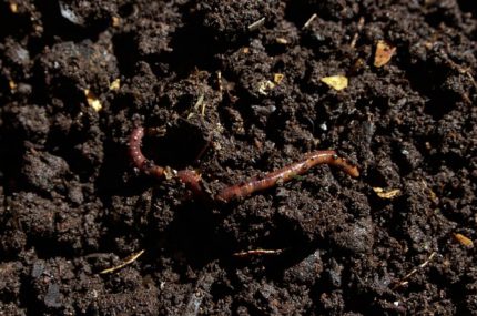 Worm farming in the Top of the South